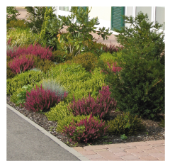 Aussenanlage mit Erika